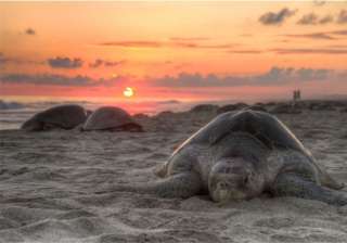 sporadic nesting activity of olive ridley turtles... sporadic nesting activity of olive ridley turtles...