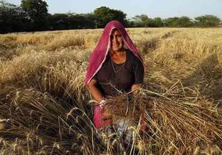 rains destroy 50 000 hectares of crops in... rains destroy 50 000 hectares of crops in...