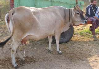 30 kg polythene recovered from dead cow s rumen... 30 kg polythene recovered from dead cow s rumen...