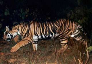 black tigers unique to odisha on the verge of... black tigers unique to odisha on the verge of...