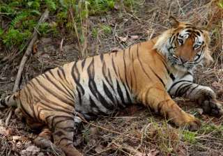 tiger population in north east up - India TV tiger population in north east up - India TV