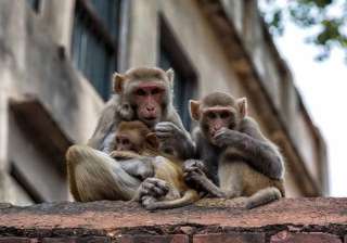 monkeys behaved peculiarly ahead of quake animal... monkeys behaved peculiarly ahead of quake animal...