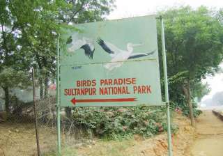 47 birds die in sultanpur national park visitors... 47 birds die in sultanpur national park visitors...