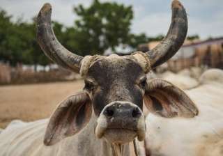 missed call campaign to make cow rashtra mata -... missed call campaign to make cow rashtra mata -...