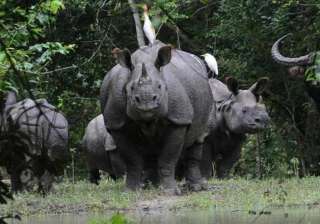 2 rhinos killed by poachers in kaziranga horns... 2 rhinos killed by poachers in kaziranga horns...