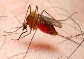 experts warn of malaria s adverse impact on... experts warn of malaria s adverse impact on...