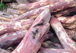 red sanders smugglers lure tribals of tamil nadu... red sanders smugglers lure tribals of tamil nadu...