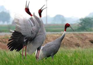 sarus cranes missing in up forest department... sarus cranes missing in up forest department...