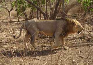 lion to replace tiger as national animal - India... lion to replace tiger as national animal - India...