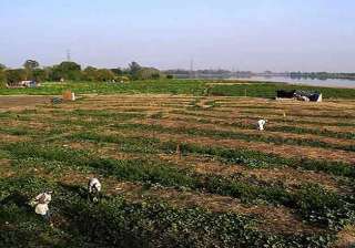 green tribunal bars vegetable farming on highly... green tribunal bars vegetable farming on highly...