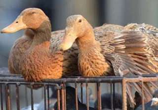 bird flu in manipur culling of fowl starts -... bird flu in manipur culling of fowl starts -...