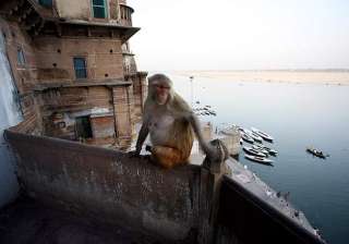varanasi monkeys biggest hurdle in city s free wi... varanasi monkeys biggest hurdle in city s free wi...