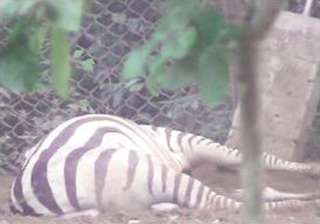 lone zebra in odisha nandan kanan zoo dies -... lone zebra in odisha nandan kanan zoo dies -...