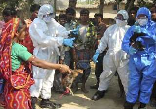 india free from bird flu govt - India TV india free from bird flu govt - India TV