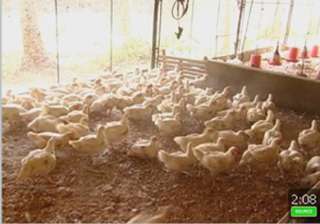 kerala sends back 10 tonnes of poultry back to tn... kerala sends back 10 tonnes of poultry back to tn...
