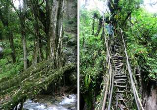 know about the amazing living tree root bridges... know about the amazing living tree root bridges...