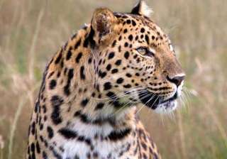 leopard killed after injuring five in bengal -... leopard killed after injuring five in bengal -...