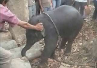 lost elephant calf rescued in assam - India TV lost elephant calf rescued in assam - India TV