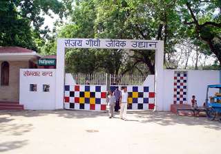 man jumps into tiger cage in patna zoo mauled -... man jumps into tiger cage in patna zoo mauled -...