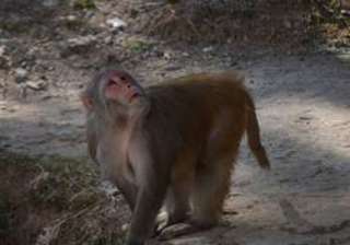 monkey population has fallen by 55 000 in hp... monkey population has fallen by 55 000 in hp...