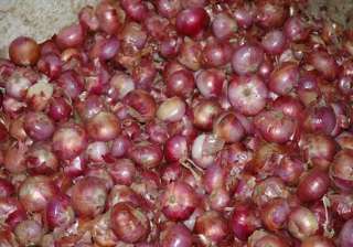 onion prices remain high at rs 60/kg wholesale... onion prices remain high at rs 60/kg wholesale...