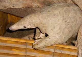 pangolin rescued in odisha - India TV pangolin rescued in odisha - India TV