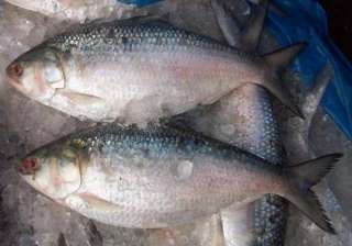 polluted rivers causing drastic drop in catch of... polluted rivers causing drastic drop in catch of...