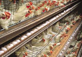 pollution control board issues notice to close... pollution control board issues notice to close...
