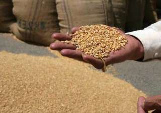 rains flatten wheat crop in punjab haryana -... rains flatten wheat crop in punjab haryana -...