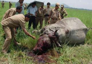 rhino killed by poachers in kaziranga national... rhino killed by poachers in kaziranga national...