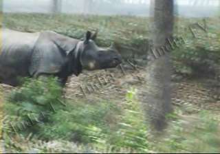 rhinoceros strays into assam tea garden - India TV rhinoceros strays into assam tea garden - India TV