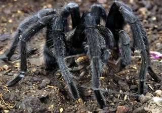 spiders create panic in remote assam villages -... spiders create panic in remote assam villages -...