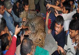 stray leopard caught in guwahati one injured -... stray leopard caught in guwahati one injured -...