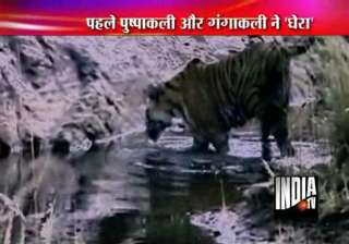 straying tiger trapped near lucknow - India TV straying tiger trapped near lucknow - India TV
