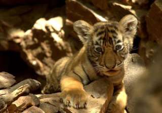 tiger cub spotted in ranthambore - India TV tiger cub spotted in ranthambore - India TV
