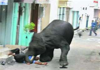 two killed in tusker attack in bengal - India TV two killed in tusker attack in bengal - India TV