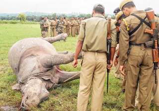 two rhinos killed in kaziranga horn of one... two rhinos killed in kaziranga horn of one...