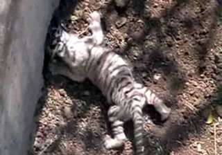 two tiger cubs die in indore zoo - India TV two tiger cubs die in indore zoo - India TV