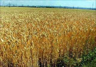 untimely showers cause maximum crop loss in... untimely showers cause maximum crop loss in...