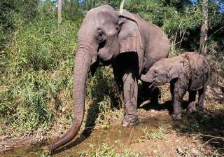 villagers to relocate to make way for jumbos -... villagers to relocate to make way for jumbos -...