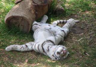 white tiger dies barely fortnight after being... white tiger dies barely fortnight after being...