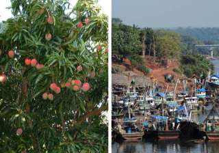 who will buy our alphonso mangoes ask jaitapur... who will buy our alphonso mangoes ask jaitapur...