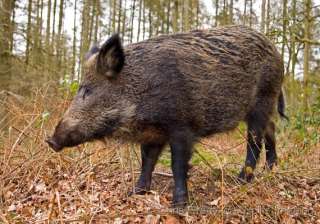 wild boar kills man in odisha villagers attack... wild boar kills man in odisha villagers attack...