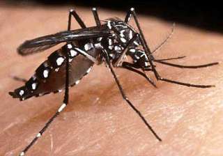 383 cases of dengue in haryana - India TV 383 cases of dengue in haryana - India TV