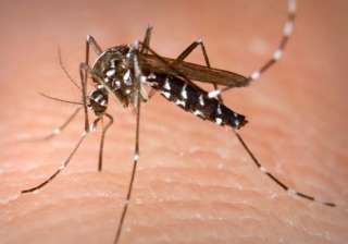 364 dengue cases reported in jammu and kashmir -... 364 dengue cases reported in jammu and kashmir -...