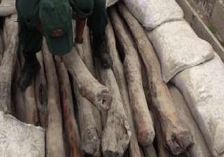 15 tonnes illegal sandalwood seized in karnataka... 15 tonnes illegal sandalwood seized in karnataka...