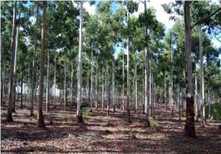 42 woodcutters from tn held for cutting red... 42 woodcutters from tn held for cutting red...