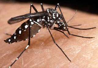 41 year old man latest dengue victim cases over... 41 year old man latest dengue victim cases over...