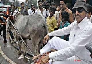 karnataka politician honours donkeys for hard... karnataka politician honours donkeys for hard...