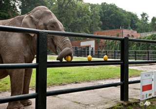 elephant says poland to win euro 2012 first game... elephant says poland to win euro 2012 first game...